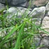 Kép 5/8 - Cyperus 'Gracilis'