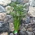 Kép 7/8 - Cyperus 'Gracilis'