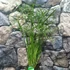 Kép 8/8 - Cyperus 'Gracilis'