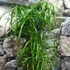 Kép 3/6 - Cyperus alternifolius nagy vízipálma