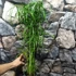 Kép 4/6 - Cyperus alternifolius nagy vízipálma