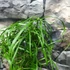 Kép 5/6 - Cyperus alternifolius nagy vízipálma
