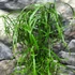 Kép 6/6 - Cyperus alternifolius nagy vízipálma