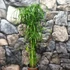 Kép 2/6 - Cyperus alternifolius nagy vízipálma