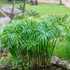 Kép 1/6 - Cyperus alternifolius nagy vízipálma