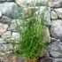 Kép 6/6 - Juncus Spiralis