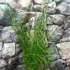 Kép 5/6 - Juncus Spiralis
