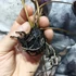 Kép 7/9 - Nymphaea hybrid - tavirózsa Taiwanról