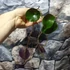 Kép 9/9 - Nymphaea hybrid - tavirózsa Taiwanról