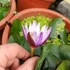 Kép 5/9 - Nymphaea hybrid - tavirózsa Taiwanról