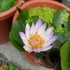 Kép 1/9 - Nymphaea hybrid - tavirózsa Taiwanról