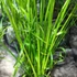 Kép 2/6 - Cyperus alternifolius - vízipálma