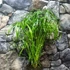 Kép 4/6 - Cyperus alternifolius - vízipálma