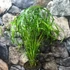 Kép 5/6 - Cyperus alternifolius - vízipálma