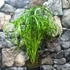 Kép 1/6 - Cyperus alternifolius - vízipálma