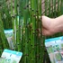 Kép 3/6 - Equisetum hyemale / Téli zsurló