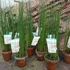 Kép 2/6 - Equisetum hyemale / Téli zsurló
