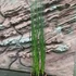 Kép 5/6 - Equisetum hyemale / Téli zsurló