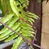 Kép 11/16 - Cissus discolor Floramagic Violet
