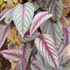 Kép 4/16 - Cissus discolor Floramagic Violet