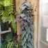 Kép 16/16 - Cissus discolor Floramagic Violet