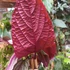 Kép 5/16 - Cissus discolor Floramagic Violet
