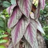 Kép 2/16 - Cissus discolor Floramagic Violet