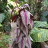 Kép 8/16 - Cissus discolor Floramagic Violet