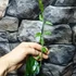 Kép 3/10 - Jasminum sambac - Arab jázmin