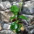 Kép 6/10 - Jasminum sambac - Arab jázmin