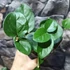 Kép 10/10 - Jasminum sambac - Arab jázmin
