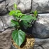 Kép 9/10 - Jasminum sambac - Arab jázmin