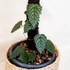 Kép 1/7 - Pterisanthes sp. 'Borneo'