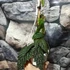 Kép 3/7 - Pterisanthes sp. 'Borneo'