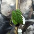 Kép 5/7 - Pterisanthes sp. 'Borneo'