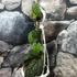 Kép 6/7 - Pterisanthes sp. 'Borneo'