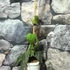 Kép 2/7 - Pterisanthes sp. 'Borneo'