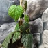 Kép 4/7 - Pterisanthes sp. 'Borneo'