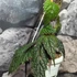 Kép 7/7 - Pterisanthes sp. 'Borneo'