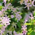 Kép 1/5 - Trachelospermum jasminoides 'Star of Sicily' Rose