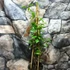 Kép 4/5 - Trachelospermum jasminoides 'Star of Sicily' Rose