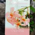 Kép 5/5 - Trachelospermum jasminoides 'Star of Sicily' Rose