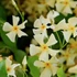 Kép 1/5 - Trachelospermum jasminoides 'Star of Toscane' Yellow