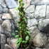 Kép 5/5 - Trachelospermum jasminoides 'Star of Toscane' Yellow