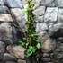 Kép 2/5 - Trachelospermum jasminoides 'Star of Toscane' Yellow