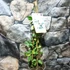 Kép 3/5 - Trachelospermum jasminoides 'Star of Toscane' Yellow