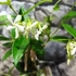 Kép 3/19 - Trachelospermum jasminoides,  fehér virágú, illatos csillagjázmin