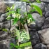 Kép 4/19 - Trachelospermum jasminoides,  fehér virágú, illatos csillagjázmin