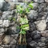 Kép 2/19 - Trachelospermum jasminoides,  fehér virágú, illatos csillagjázmin