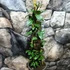 Kép 8/19 - Trachelospermum jasminoides,  fehér virágú, illatos csillagjázmin